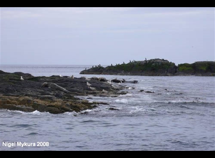 East Wideopen, Farne Islands