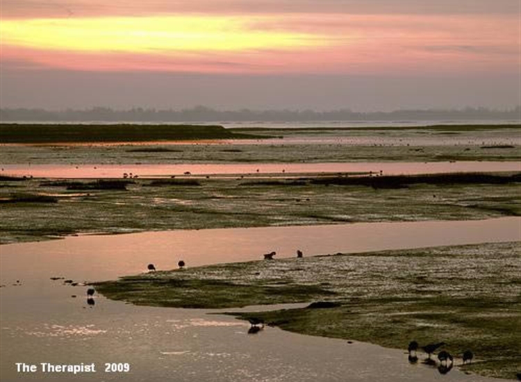 Mudflats in Langstone