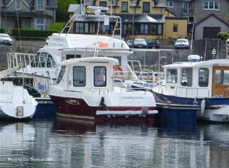 Otter in Mallaig harbour; looking for supper