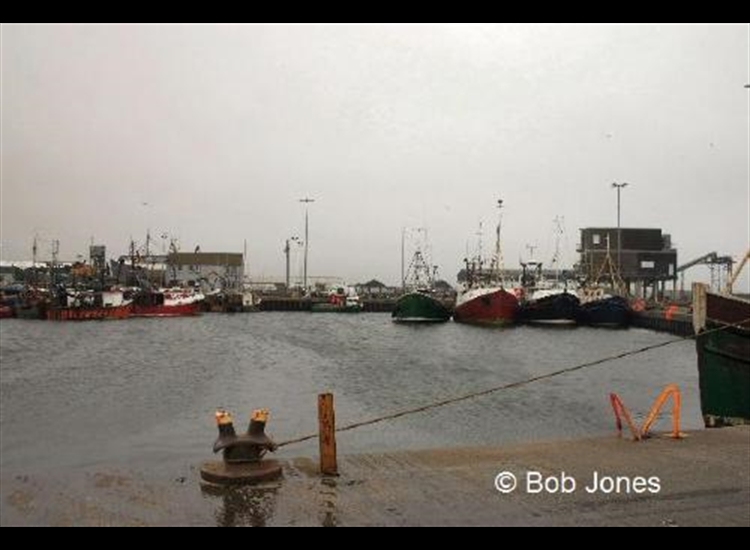 Fishing boats in Portavogie Harbour.jpg