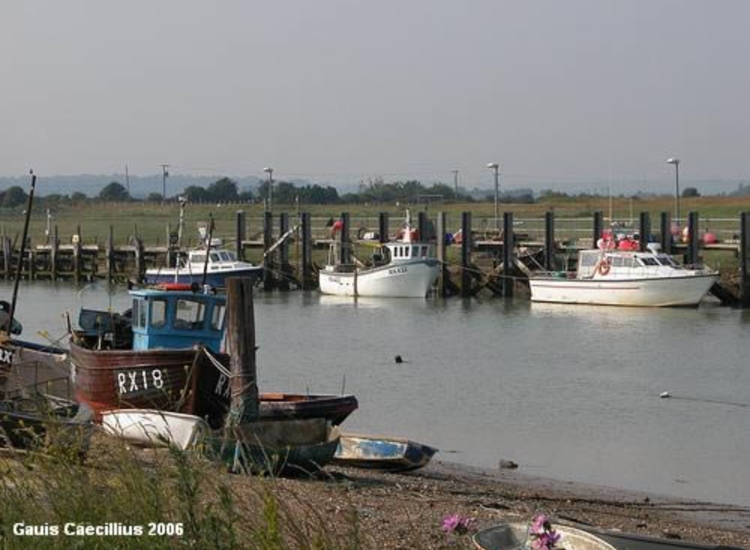 3.Local moorings on the Eastern Side