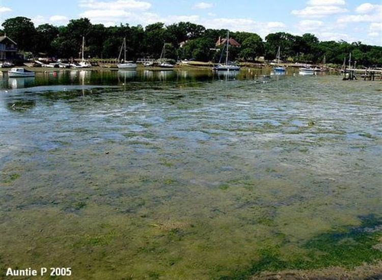 Low water, near Wootton Bridge